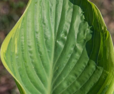 3116_8296_Hosta_Victory.JPG