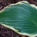 3117_7939_Hosta_Yellow_River_2.JPG