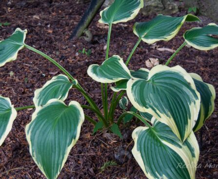 3117_7940_Hosta_Yellow_River.JPG