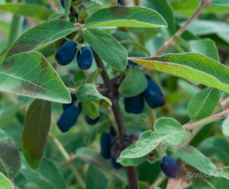 3122_7765_Lonicera_kamtschatica kuslapuu_.JPG