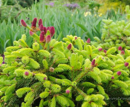 Picea_abies_Acrocona_Pusch.JPG