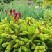 Picea_abies_Acrocona_Pusch.JPG