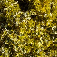 70_4269_Euonymus_Emeladn_Gold1.jpg