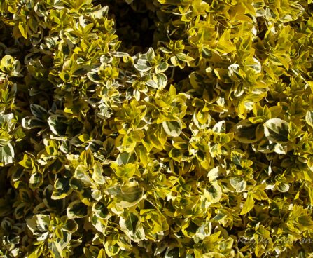 70_4269_Euonymus_Emeladn_Gold1.jpg