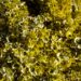 70_4269_Euonymus_Emeladn_Gold1.jpg