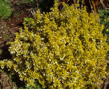 70_4270_Euonymus_Emeraldn_Gold.jpg