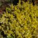 70_4270_Euonymus_Emeraldn_Gold.jpg