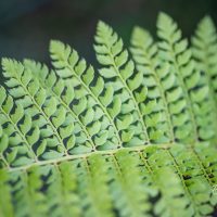 3140_10560_Polystichum_setiferum_Proliferum_karvik-astelsonajalg_3.jpg