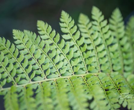 3140_10560_Polystichum_setiferum_Proliferum_karvik-astelsonajalg_3.jpg