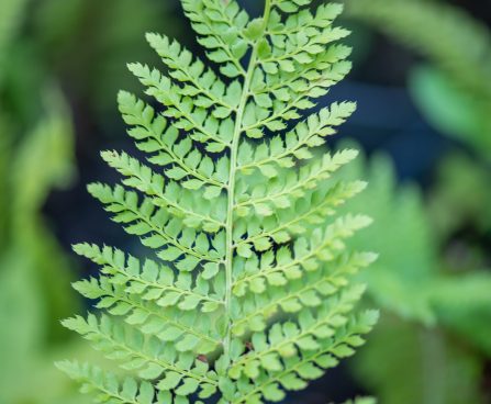 3140_10562_Polystichum_setiferum_Proliferum_karvik-astelsonajalg_2.jpg