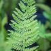 3140_10562_Polystichum_setiferum_Proliferum_karvik-astelsonajalg_2.jpg