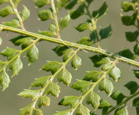 3140_8263_Polystichum_setiferum_Proliferum_3.JPG