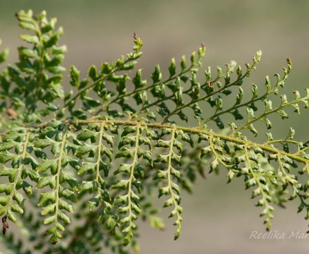 3140_8264_Polystichum_setiferum_Proliferum_2.JPG