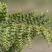 3140_8264_Polystichum_setiferum_Proliferum_2.JPG