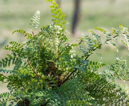 3140_8265_Polystichum_setiferum_Proliferum_4.JPG