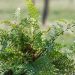 3140_8265_Polystichum_setiferum_Proliferum_4.JPG