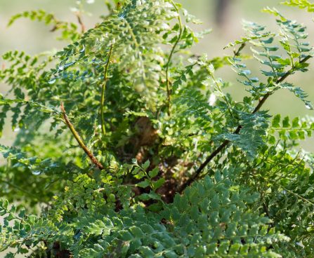 3140_8266_Polystichum_setiferum_Proliferum_5.JPG