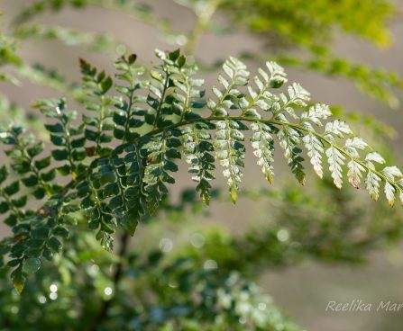 3140_8267_Polystichum_setiferum_Proliferum_6.JPG