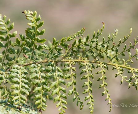 3140_8268_Polystichum_setiferum_Proliferum.JPG