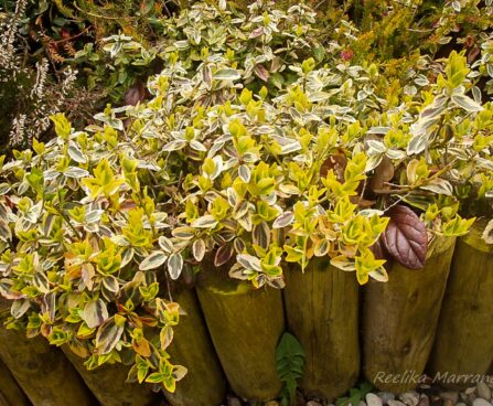 70_4271_Euonymus_Emeraldn_Gold.jpg