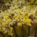 70_4271_Euonymus_Emeraldn_Gold.jpg