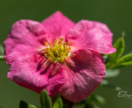 3141_11133_Potentilla_fruticosa_Bellissima_har.poosasmaran_4.jpg