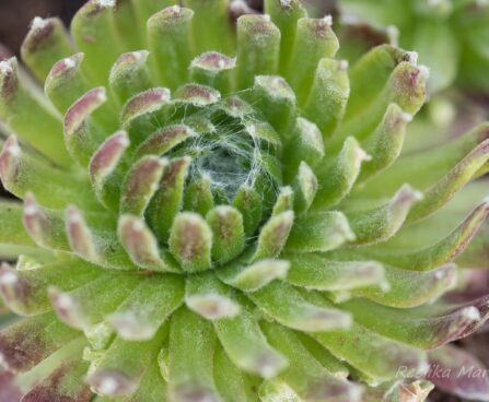 3143_8370_Sempervivum_Sirius_Spider.JPG