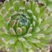 3143_8370_Sempervivum_Sirius_Spider.JPG