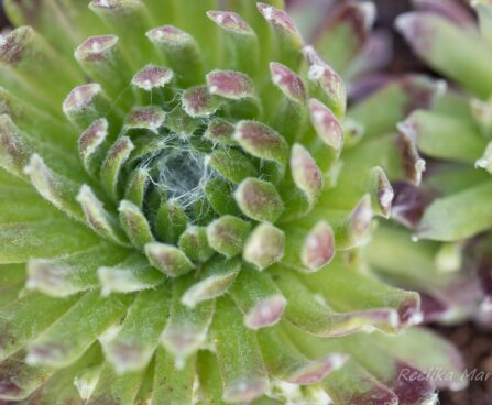 3143_8371_Sempervivum_Sirius_Spider_2.JPG