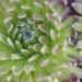 3143_8371_Sempervivum_Sirius_Spider_2.JPG