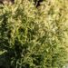 3148_8201_Thuja_occidentalis_Miss_Frosty.JPG