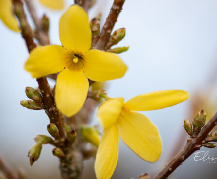 3153_11008_Forsythia_intermedia_Goldzauber_forsuutia_2.jpg