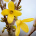 3153_11008_Forsythia_intermedia_Goldzauber_forsuutia_2.jpg