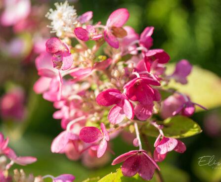 3155_9137_Hydrangea_paniculata_Candlelight__4.JPG