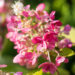 3155_9137_Hydrangea_paniculata_Candlelight__4.JPG