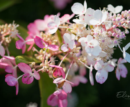 3155_9138_Hydrangea_paniculata_Candlelight__2.JPG
