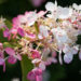 3155_9138_Hydrangea_paniculata_Candlelight__2.JPG