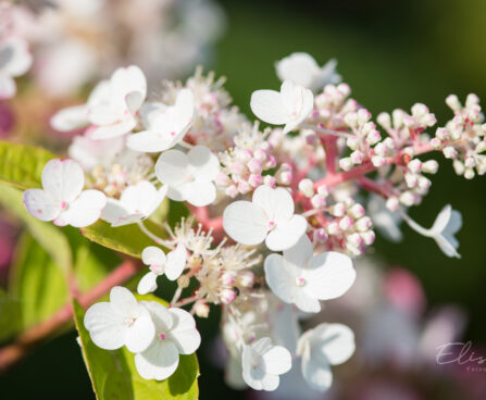 3155_9139_Hydrangea_paniculata_Candlelight__3.JPG