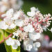 3155_9139_Hydrangea_paniculata_Candlelight__3.JPG