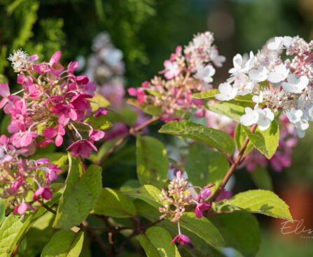 3155_9140_Hydrangea_paniculata_Candlelight_.JPG