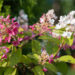 3155_9140_Hydrangea_paniculata_Candlelight_.JPG