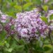 3157_10196_Syringa_meyeri_Palibin__meyeri_sirel_2.jpg