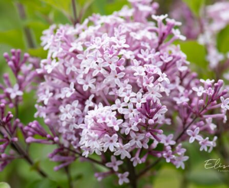 3157_10197_Syringa_meyeri_Palibin__meyeri_sirel.jpg