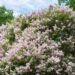 3157_7533_Syringa_meyeri_Palibin.JPG