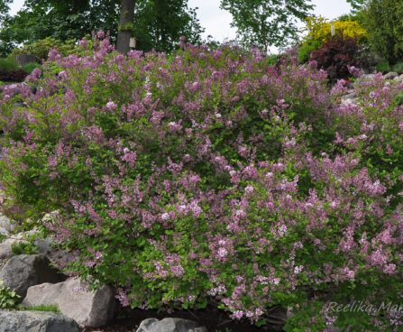 3157_7736_Syringa_meyeri_Palibin_.JPG