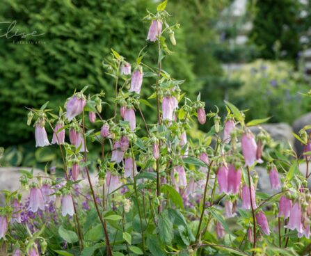 3160_8821_Campanula_punctata_Elizabeth_.JPG