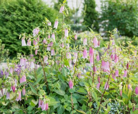 3160_8822_Campanula_punctata_Elizabeth__2.JPG