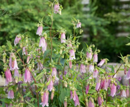 3160_8823_Campanula_punctata_Elizabeth__3.JPG