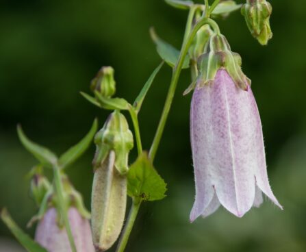 3160_8824_Campanula_punctata_Elizabeth__4.JPG