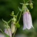 3160_8824_Campanula_punctata_Elizabeth__4.JPG